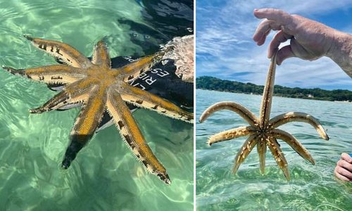 Beachgoer finds a bizarre eight-legged sea creature in Queensland
