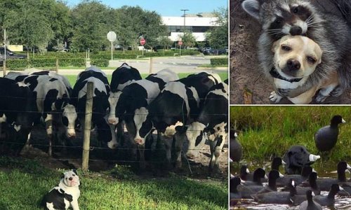 Who let the dogs out! Adorable snaps show pooches goofing around - including a bulldog who thinks he's a cow