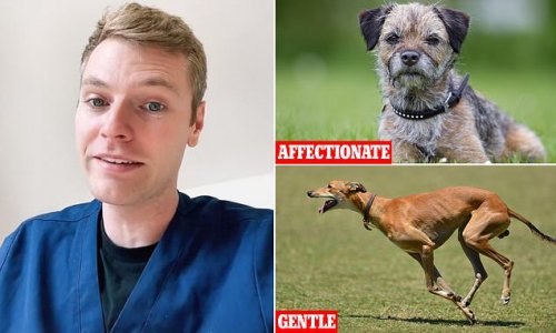 Vet reveals the five dog breeds he WOULD get after going viral with the list to avoid - from 'gentle' greyhounds to border terriers because they form 'strong attachments with people'