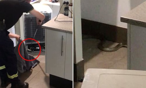 Terrifying moment a 'very angry' brown snake - the most venomous in the world - is found in the kitchen of a suburban home: 'Let's burn the house down!'