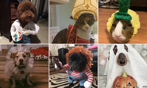 Pet owners share incredible Halloween costumes for animals