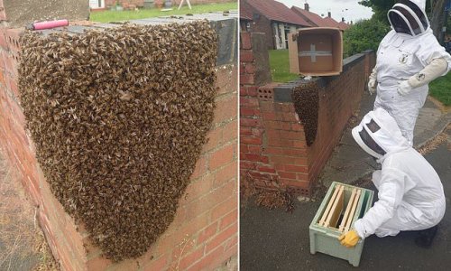 Swarm of 15,000 bees brings terror to residential street in just 15 minutes as mass of stinging insects congregate on wall and fill the air