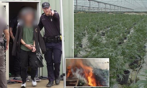 Cops bust industrial scale cannabis plantations worth up to $1.7million on the street as five people are charged and the crop is spectacularly set ablaze
