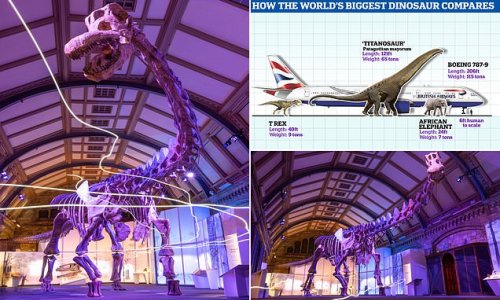 Earth's biggest EVER dinosaur goes on display at London's Natural History Museum: Enormous 121 FOOT-long titanosaur weighed 57 tonnes when it roamed our planet 101 million years ago