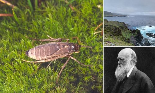 Charles Darwin was right that flightless insects evolve on windy islands — but it is so they can focus their energy on reproduction, not to avoid being blown out to sea