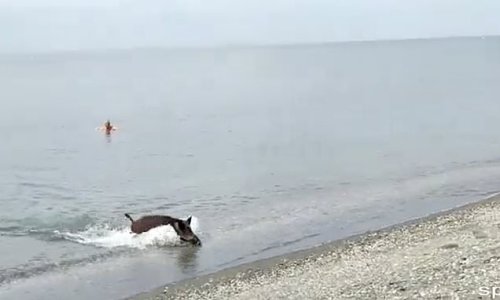 Surreal moment wild BOAR emerges from the sea and runs along the Costa del Sol in front of astonished tourists