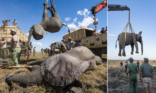 That's a jumbo task! Hundreds of elephants pack their trunks as they are rehomed in new national park in Malawi - with some airlifted upside down