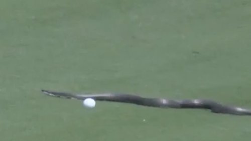 Golfer's terrified reaction as huge snake forces delay at PGA Championship