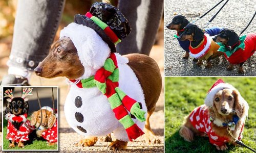Sausage dogs and owners dress in festive attire for Christmas walk in Hyde Park