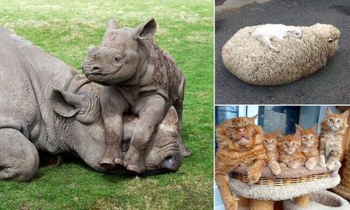 I'm FURRY tired! Adorable snaps capture animal parents desperate for some peace and quiet - and their little ones who just want to play!