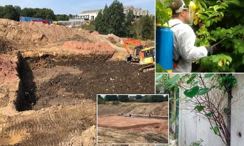 So THAT's how to get rid of Japanese Knotweed: Firm hit by major outbreak is forced to bury hundreds of tonnes of infested soil beneath its business park in holes 'big enough to lose a house' - or face a £250,000 bill - but will it grow back?