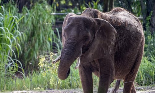 Elephant kills woman, 70, in India and returns to trample on her corpse