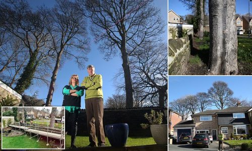 Couple who want three protected 90ft Sycamores chopped down slam council for treating them with 'contempt' after claiming trees block out light to their £400k home and overhanging branches pose risk to grandchildren playing in their garden