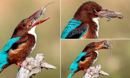 Swallowed in one! Moment a hungry kingfisher gulps an unlucky gecko WHOLE