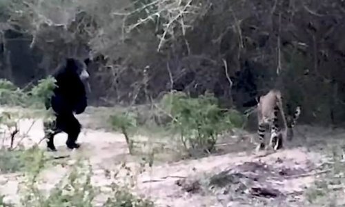 Bear squares up to leopard in Sri Lanka park