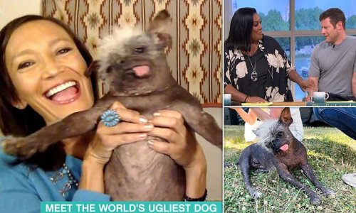 'I would adopt him!' 'World's Ugliest Dog' Mr Happy Face, 17, who was rescued from a hoarder's house wins over This Morning viewers with his adorably scruffy appearance