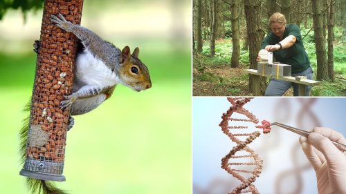 That's nuts! Inside the government's plan to crackdown on grey squirrels and deer - from releasing...
