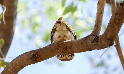 Peek-A-Hoo: Curious owlet caught in a spin