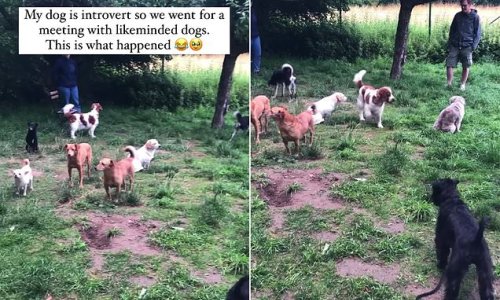 The hilarious moment a group of shy dogs have no idea what to do at a local 'introverted' pet meet up: 'It's like a pasture of cows'