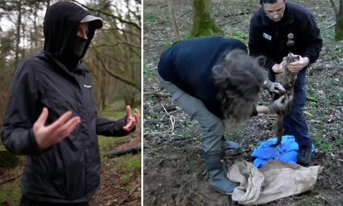 Historic Cotswold Hunt is suspended and investigation launched after saboteur video claims to show fox buried alive in a bag during hunt