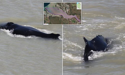 Wrong turn! Extraordinary pictures show humpback whales swimming into a crocodile-infested river in Kakadu National Park for the first time