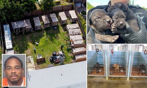 'It sounded like torture': Florida man, 38, is arrested for 'abusing 33 dogs including pit bulls kept in cramped kennels with dogfighting equipment - as well as neglecting two children'