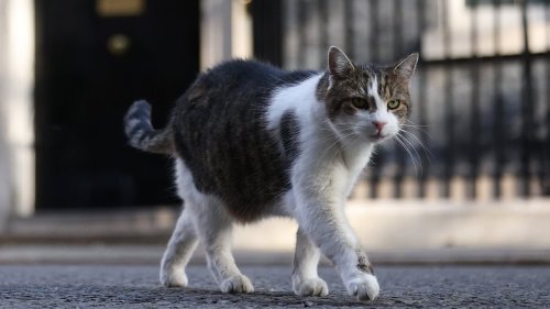 Larry's no mouse in scraps with PM's dog: Chief Mouser comes out on top against Rishi Sunak's fox red labrador retriever