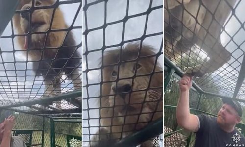 Amazing footage of the animal park big cat encounter where the HUMANS are caged: Tourist behind metal mesh on jeep films lions eating hunks of meat just centimetres away