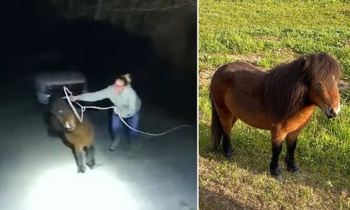 Quit horsing around! Chaotic footage shows Alabama cops' TWO HOUR pursuit of runaway PONY named Ginuwine - before charging the animal for 'resisting arrest' on $800 bond and taking its own MUGSHOT