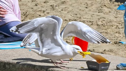 Moment greedy seagulls terrorise young families by stealing their hot dogs and chips on Dorset seafront