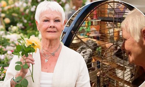 Dame Judi Dench, 87, reveals she had a 'frightful fall' at home