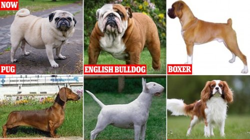 Revealed: The popular dog breeds vets say you should AVOID buying because they have been cruelly...