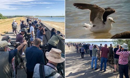 A flock of twitchers! Thousands of birdwatchers head to reservoir to catch first UK sighting of a rare cape gull with some travelling hours to get there