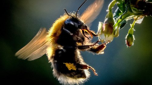 Bees can survive for a week underwater, scientists discover because of a lab accident in 'shock'...