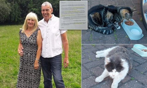 Couple say they are baffled after neighbour reported them for 'animal abuse' when they spotted their cats sat on 'hard ground' outside their home