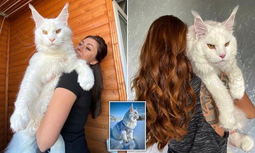 Huge two-stone cat from Russia is so big it is confused for a dog