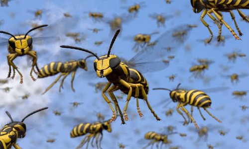 A sting in the tail of summer: Huge swarm of sugar-crazed wasps could sweep across Britain due to scorching heatwave creating ideal breeding conditions