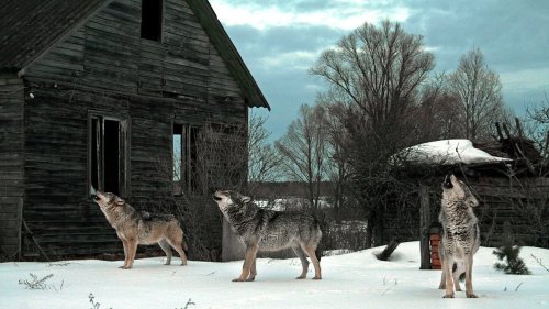 Mutant wolves exposed to Chernobyl disaster have evolved a new superpower, scientists discover