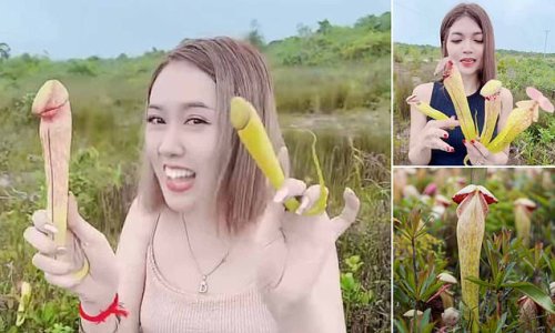 Deflowered! Cambodian government begs people to stop picking rare carnivorous 'penis plants' to pose with in photos