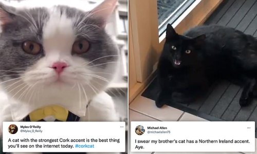 You've got to be kitten me! Hilarious videos of cats meowing in 'Irish and Northern Irish accents' go viral after re-emerging online