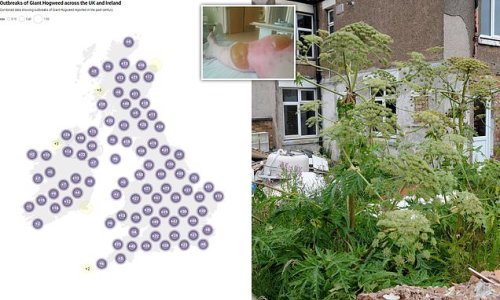 is-toxic-giant-hogweed-growing-near-you-interactive-map-reveals