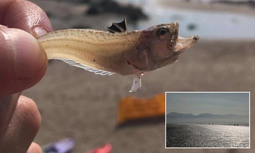Coastguard warn beachgoers over poisonous weever fish that can deliver a sting 'more painful than childbirth'