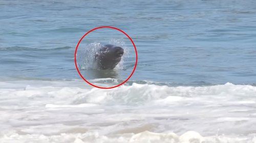 Terrifying video from California's Newport Beach shows very unlikely sea creature chase down surfers