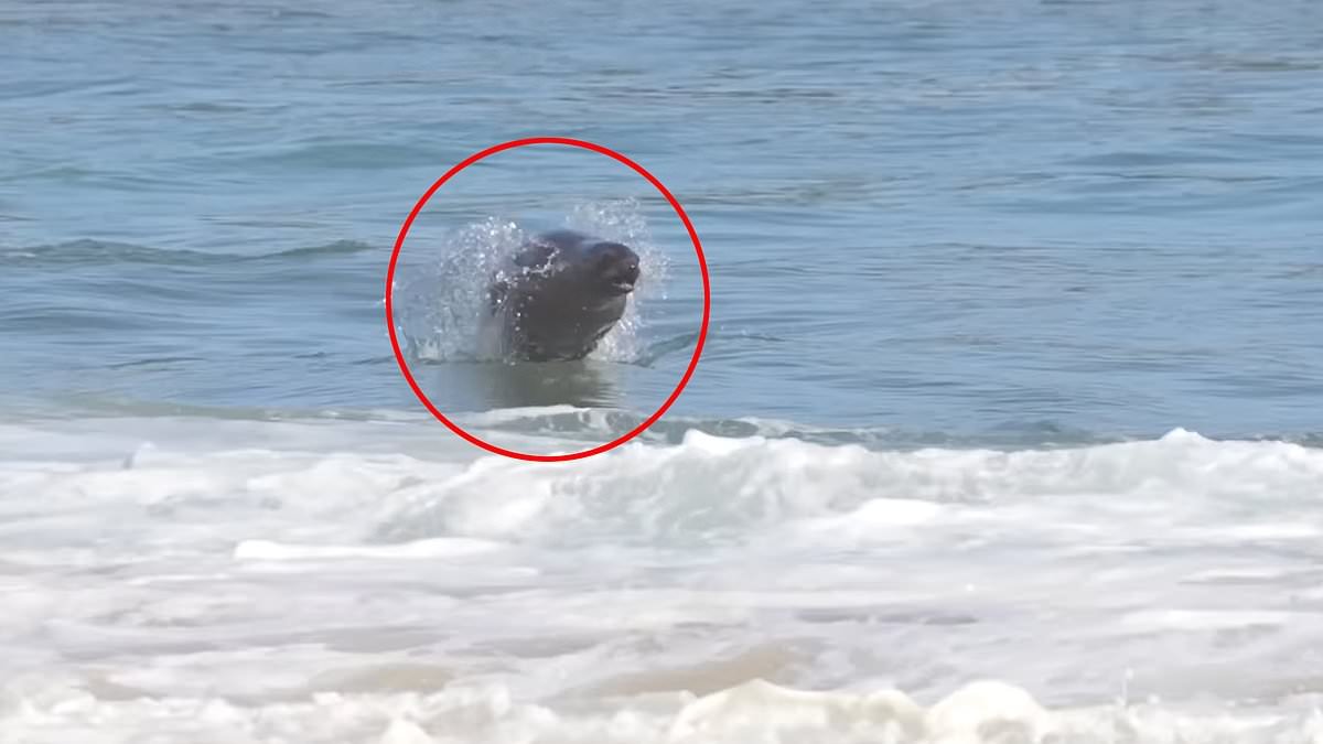 Terrifying video from California's Newport Beach shows very unlikely sea creature chase down surfers