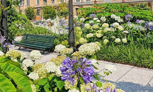 Hydrangeas in danger! Dry summers do these gorgeous shrubs no favours, so give them a head start for next year by planting now, writes MONTY DON