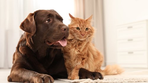 Pet owners beware, you could catch a superbug from just touching your dog or cat: Experts issue...