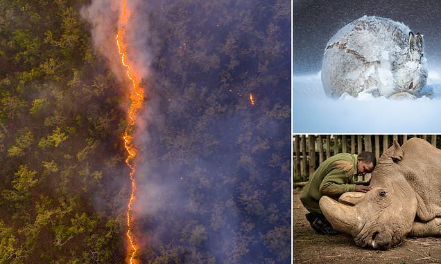 Dramatic drone shot by 'Crocodile Hunter' Steve Irwin's son showing fire ripping through Australian bush wins people's vote in Wildlife Photographer of the year contest