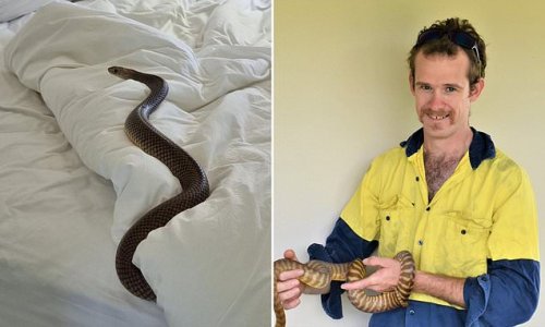 Terror as homeowners discover a massive brown snake sleeping underneath their doona