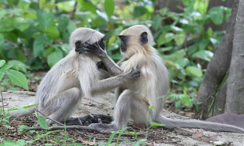 Indian town will sterilise a thousand MONKEYS to curb population after spate of attacks