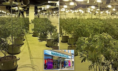 Police raid empty Marks and Spencer high street store and find crop of 1,000 cannabis plants